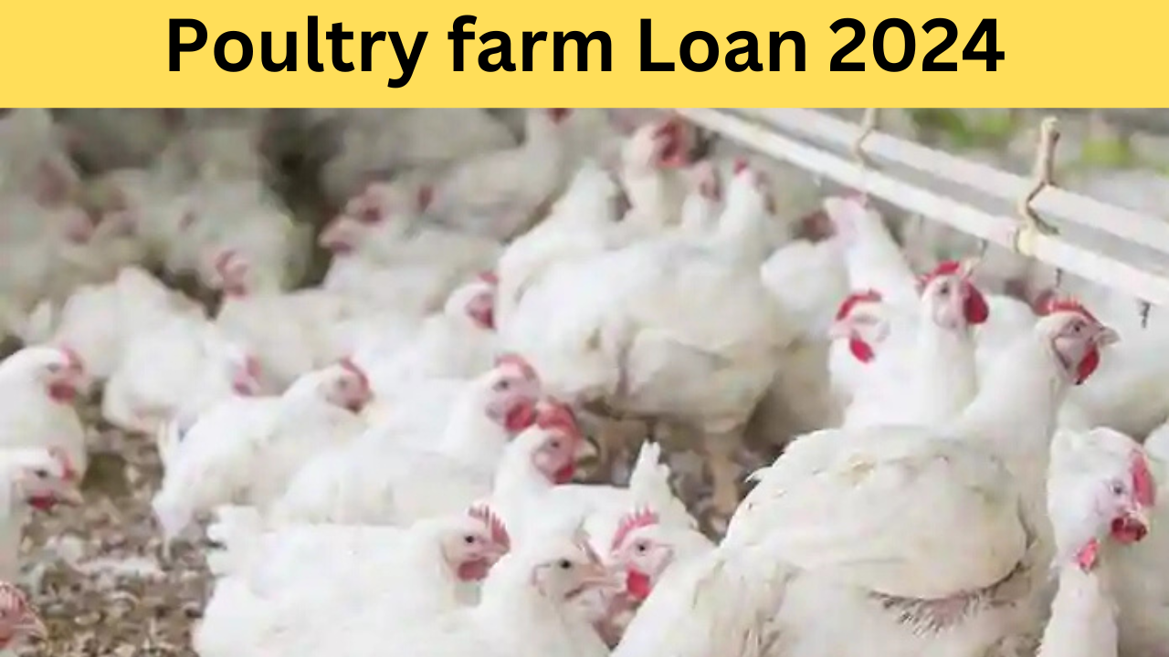 Poultry Farm Loan 2024